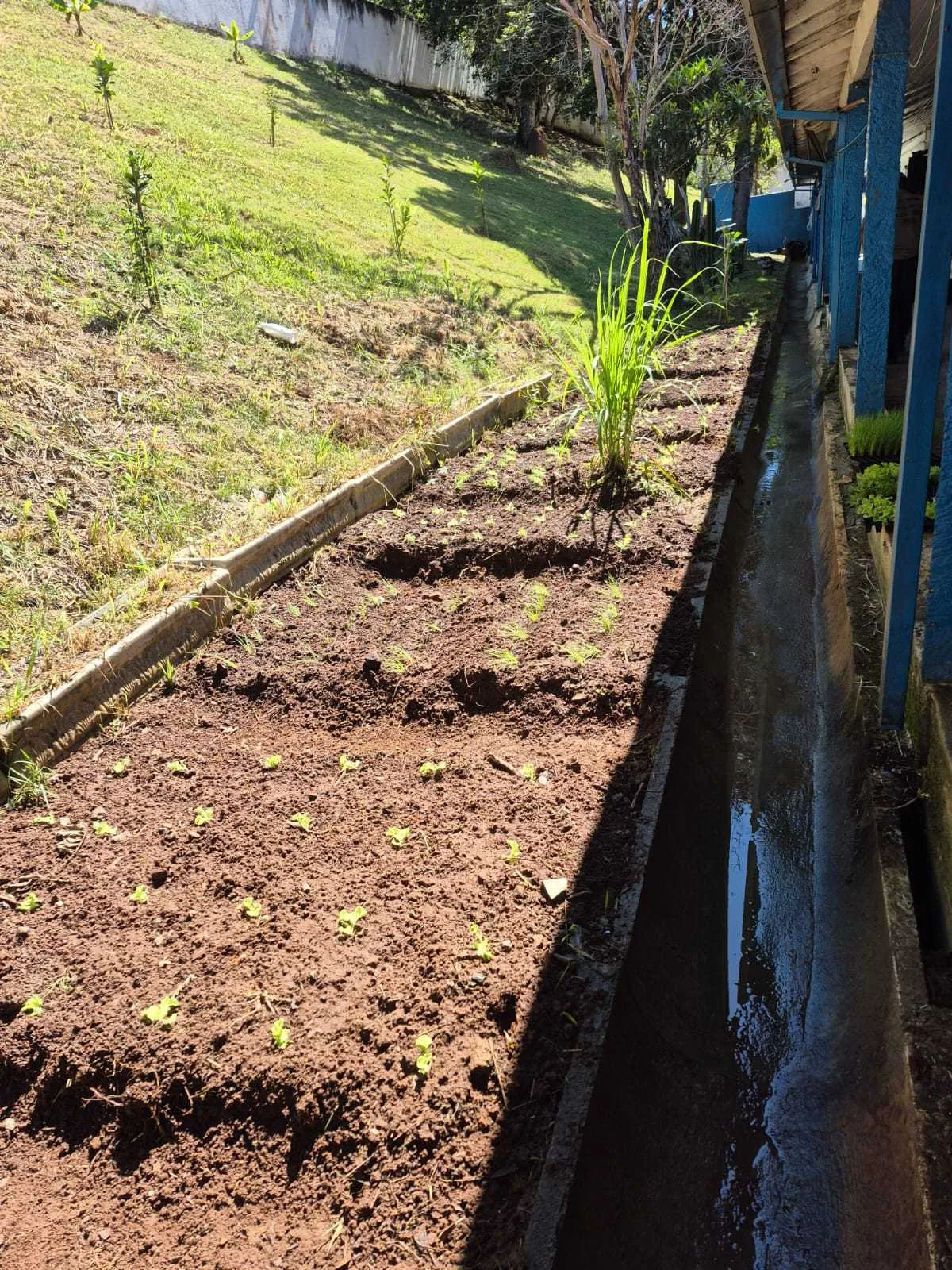 Programa Horta EducAtiva leva educação ambiental e alimentação saudável às escolas de Itajubá