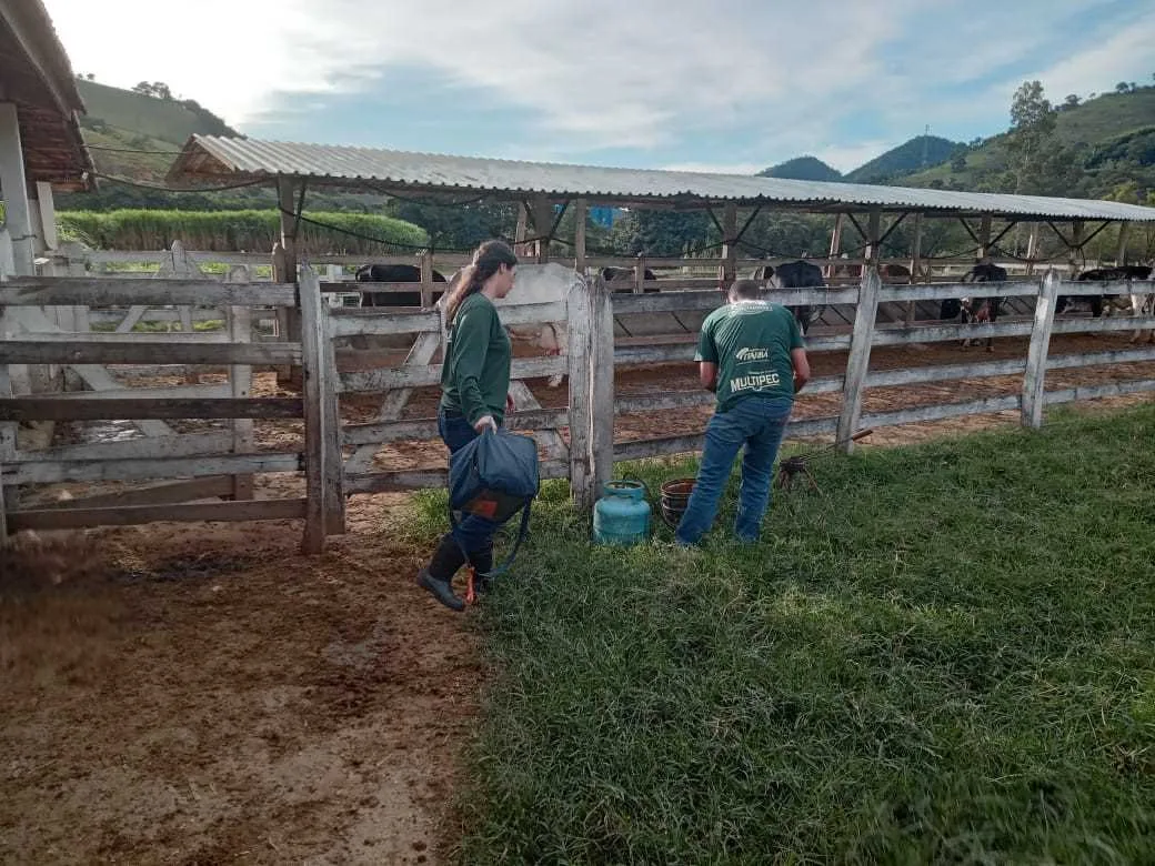 Vacinação é realizada em gado para reforçar a saúde animal