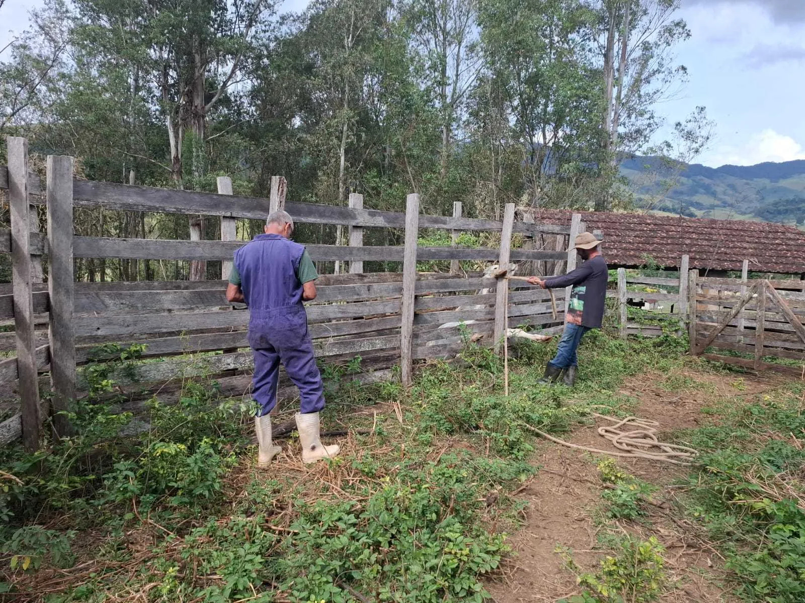Vacinação contra brucelose protege rebanhos na zona rural