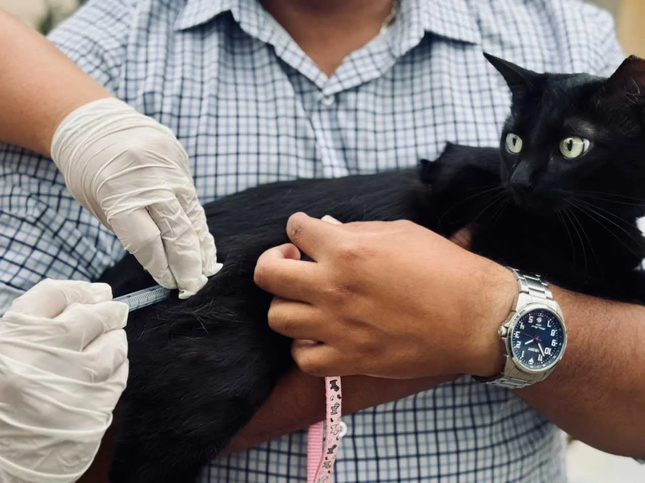 Vacinação antirrábica segue pelos bairros de Itajubá