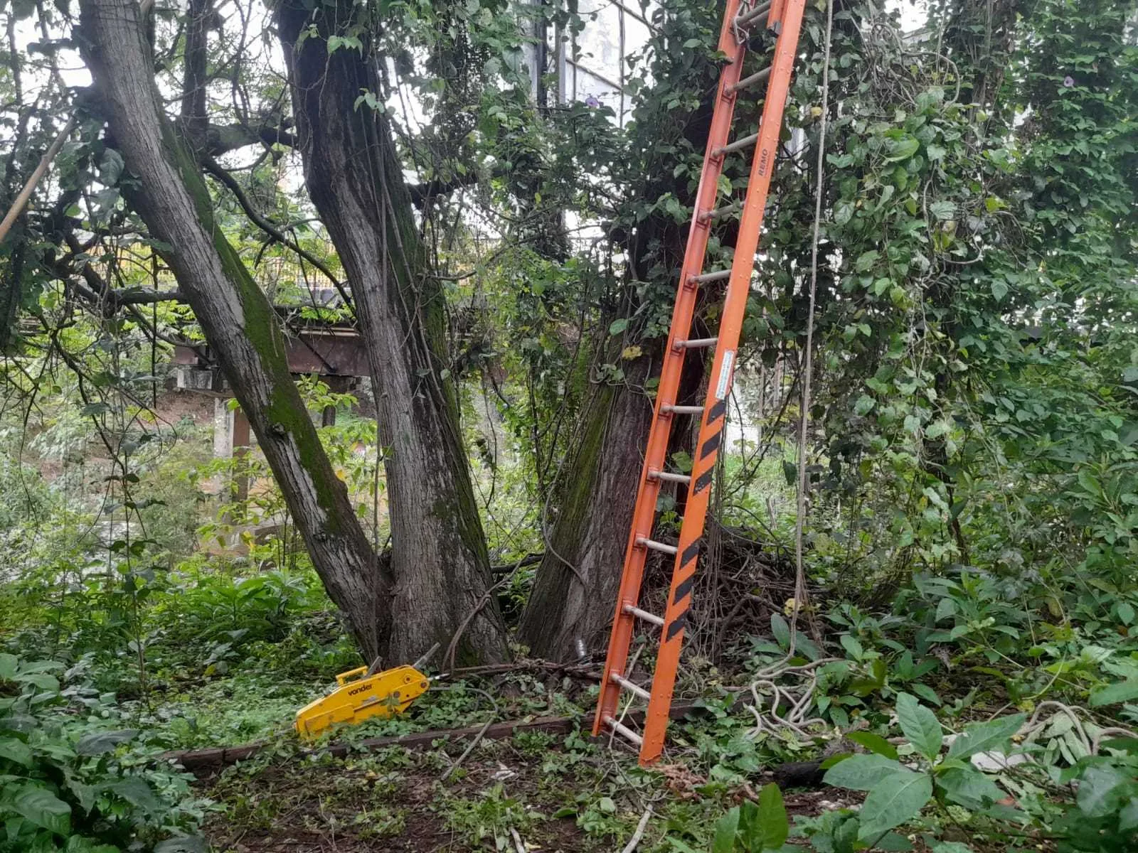 Árvore com risco de queda é retirada na cabeceira da Ponte do Mercado