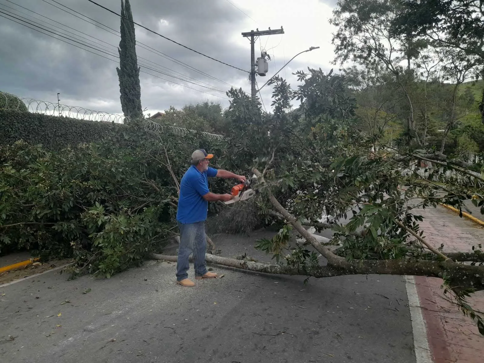 Prefeitura realiza retirada de árvore na Avenida BPS