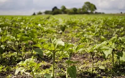INMET alerta para risco de déficit hídrico no Nordeste e Sudeste de fevereiro a abril de 2026