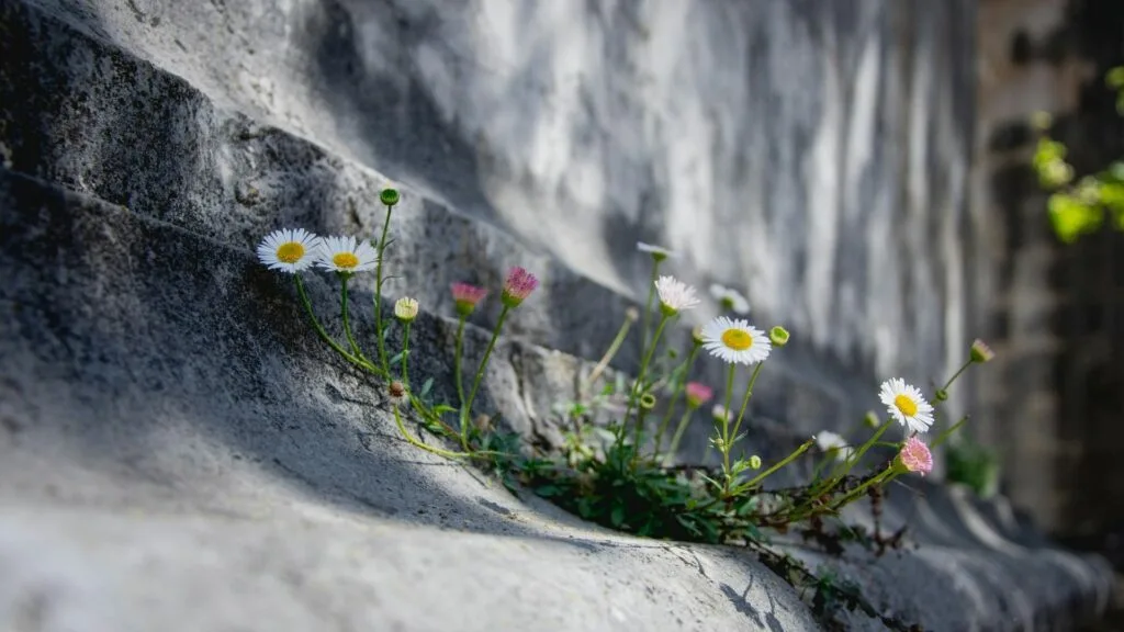 O QUE É MELHOR, AS FLORES OU AS PEDRAS?