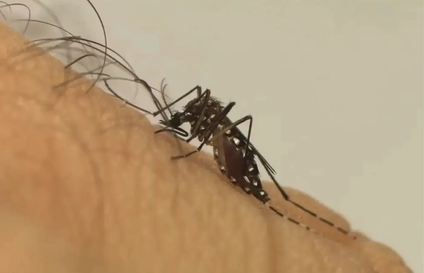 Dengue 2026: Brasil deve registrar 1,8 milhão de casos, com pico em SP e MG
