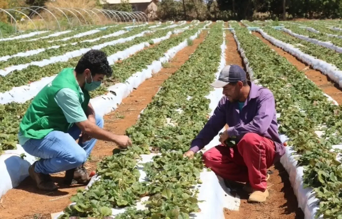 Cepea: El Niño vai comprometer produção de frutas e hortaliças