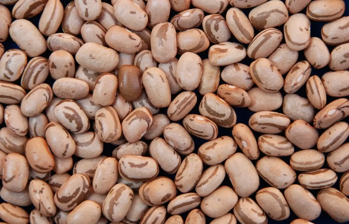 MATOPIBA: chuvas irregulares impactam colheita do feijão primeira safra