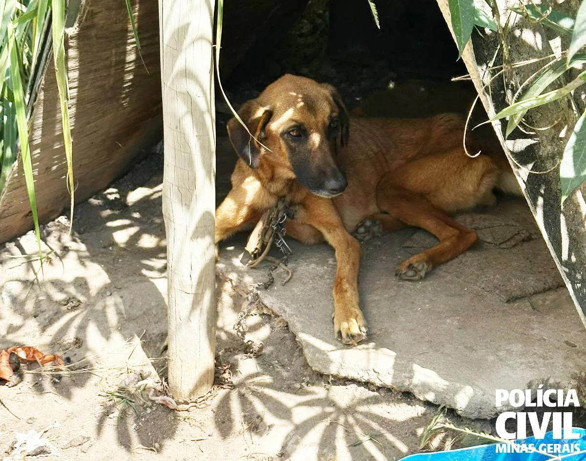 PCMG prende homem em flagrante por maus-tratos a animal em Rio Manso