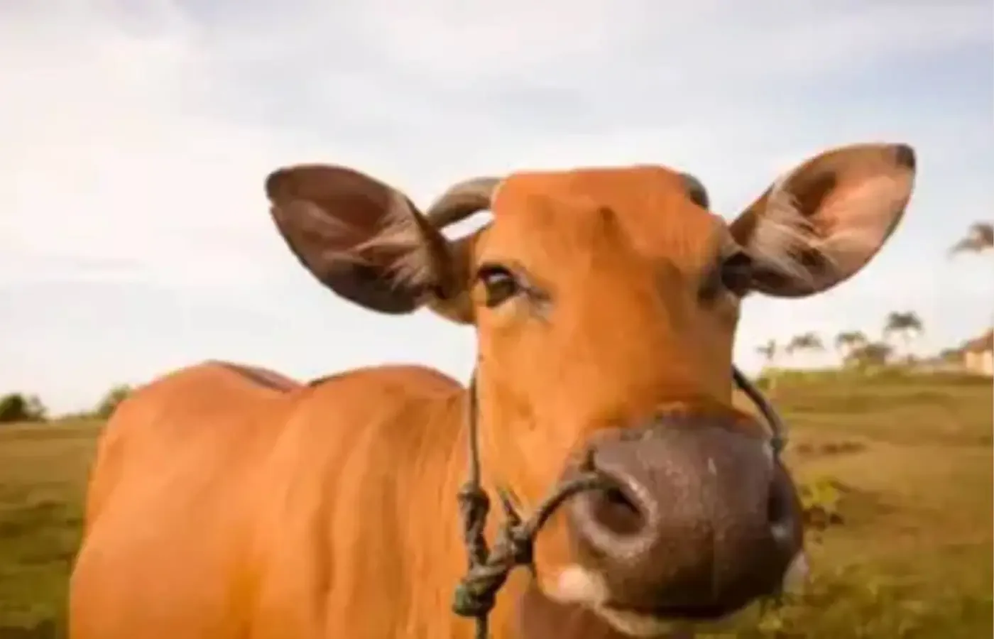 Boi gordo hoje: confira as cotações para esta terça-feira (28)