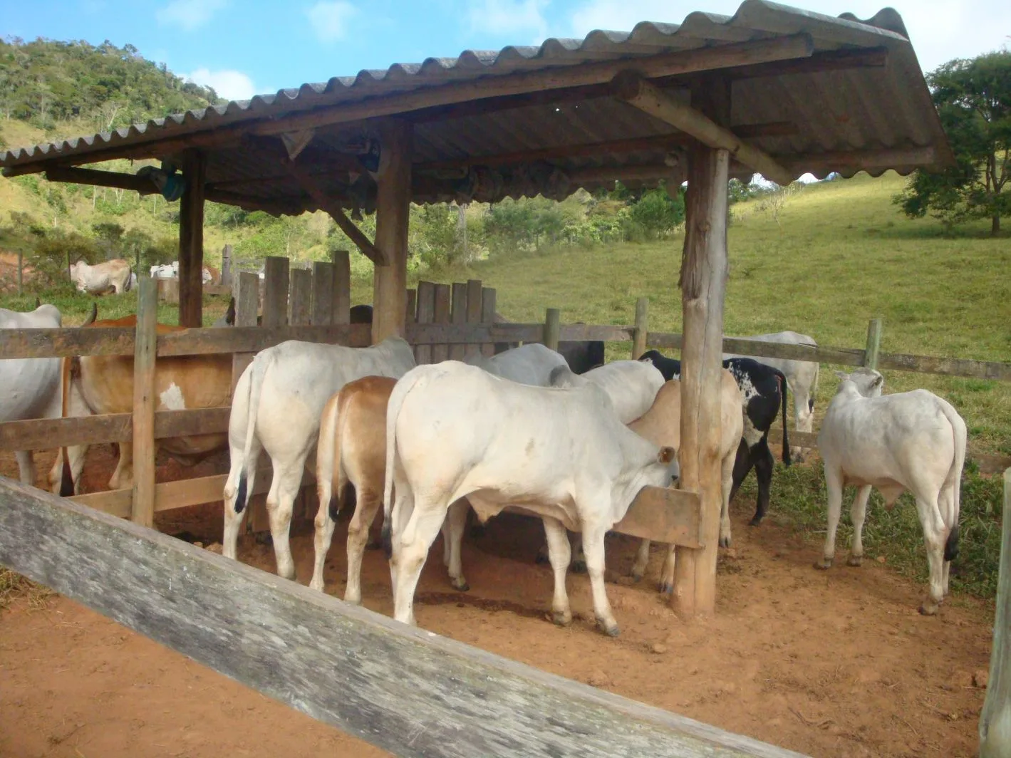 Instituto Mineiro de Agropecuária inicia atualização de rebanhos no estado