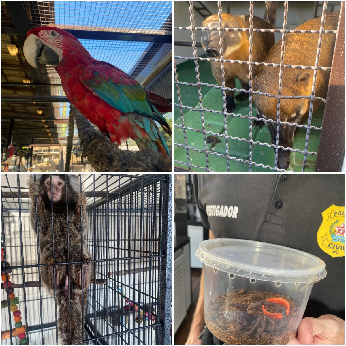 Venda irregular de animais silvestres termina com prisão em Ribeirão das Neves