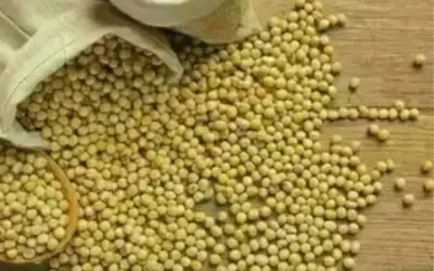 SOJA E TRIGO: confira os preços dos grãos nesta segunda-feira (8)