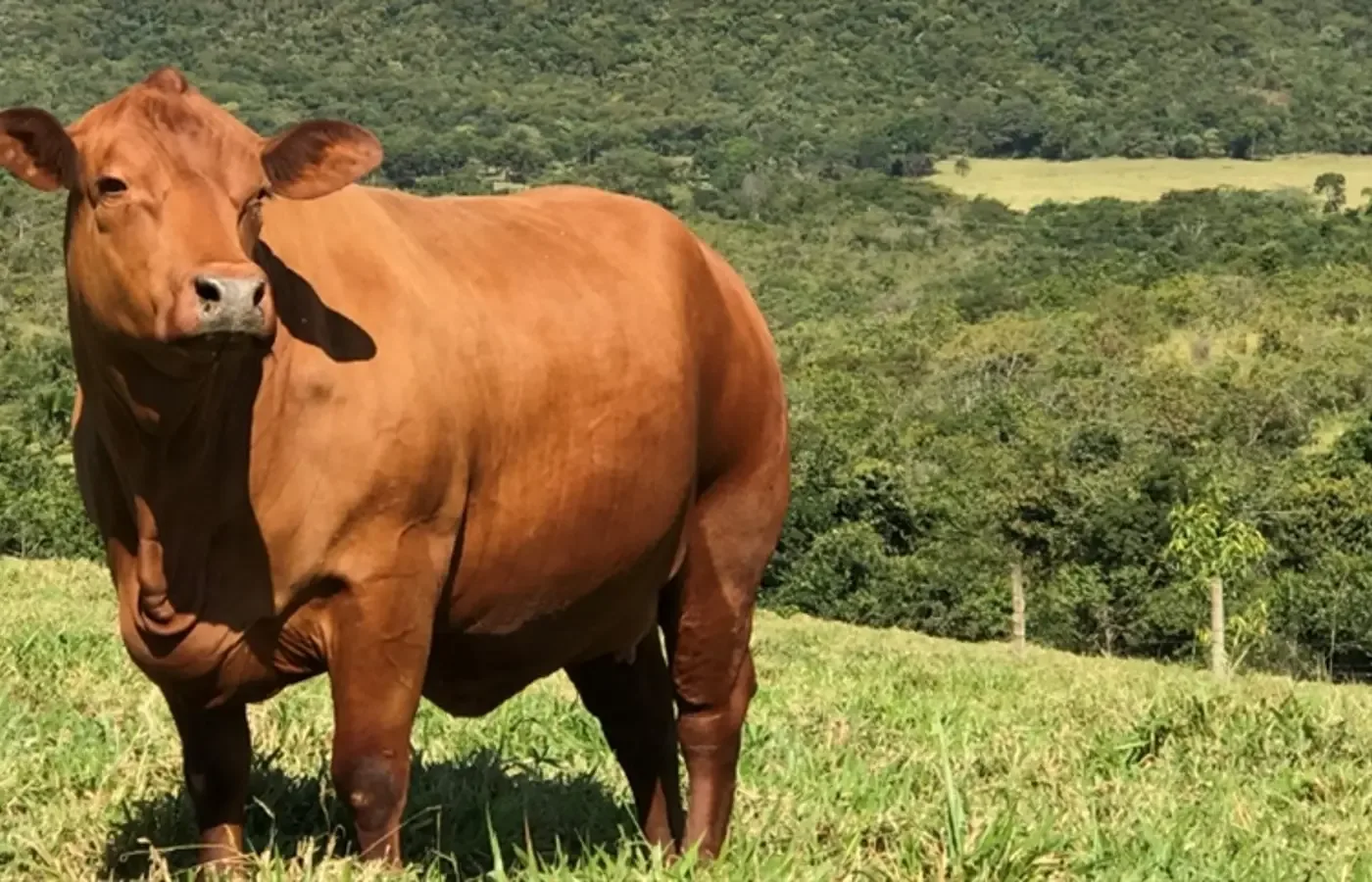 Boi gordo hoje: confira cotações para esta quarta-feira (26)