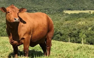 Boi gordo recua nesta segunda-feira e arroba é negociada a R$ 345,35 em São Paulo