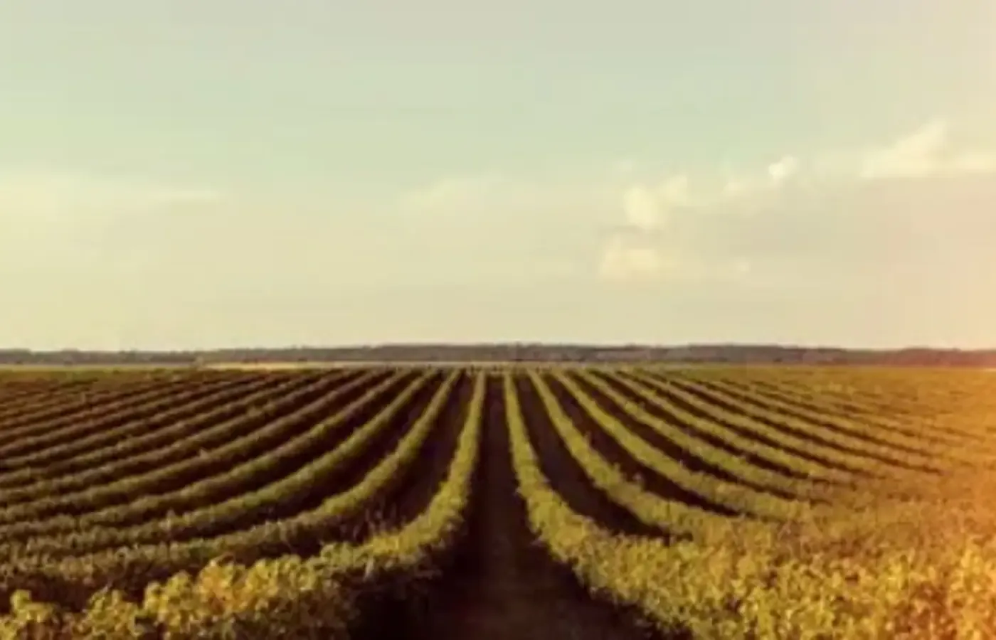 Soja recua no Paraná e em Paranaguá nesta quarta-feira (30)